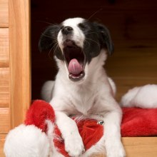 Lokale Erwärmung und Temperierung von Stiften für Hunde.