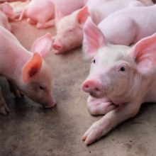 Calentamiento de edificios para los animales útiles.