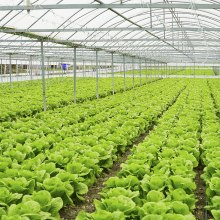 Soil heating in greenhouses.