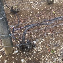 Protection of vineyards from spring frosts.