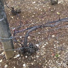 Protection des vignes contre les gels de printemps.