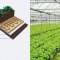 Heating cables ECOFLOOR® installed in the soil for growing fruits and vegetables in greenhouses.