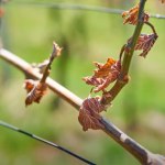 Protection of vineyards from spring frost.